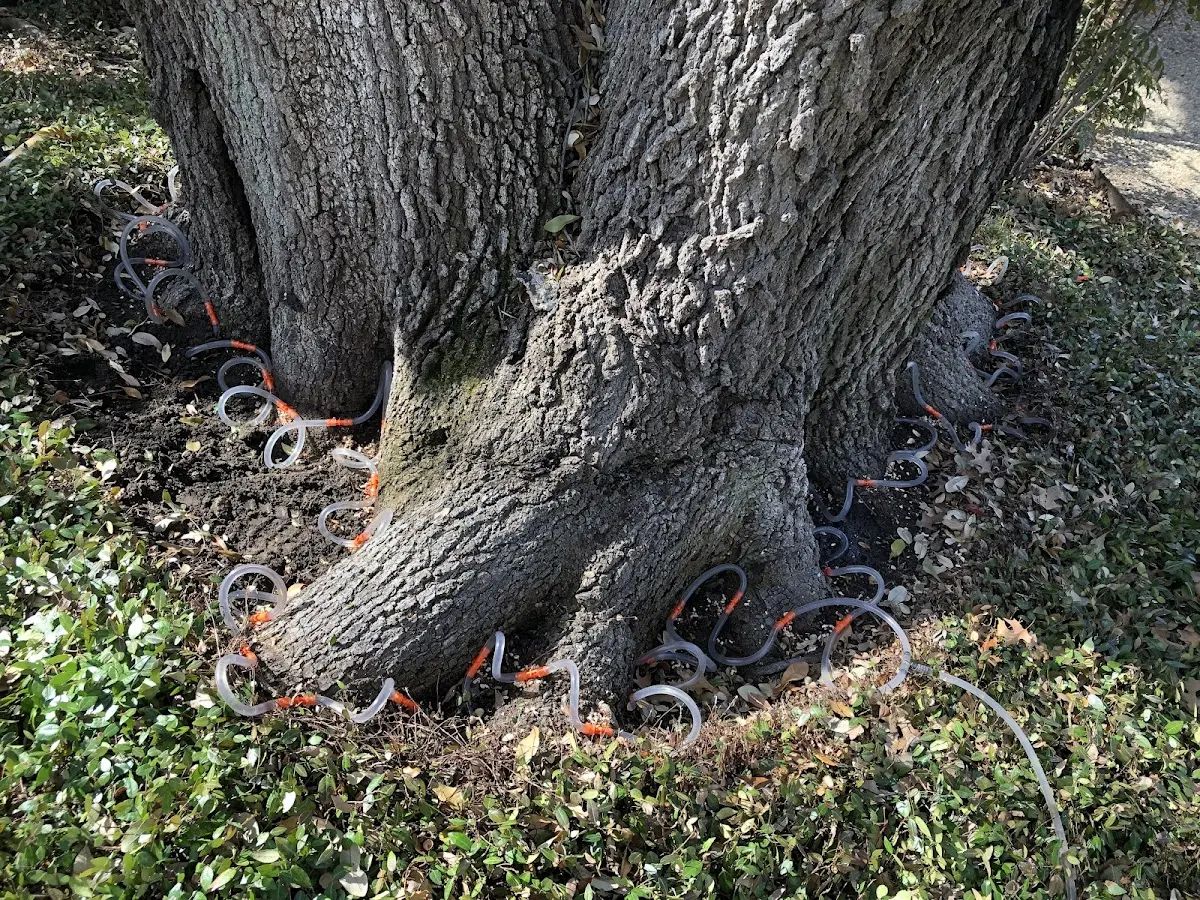 Detailed Tree Cabling and Bracing job site in Lake Linden