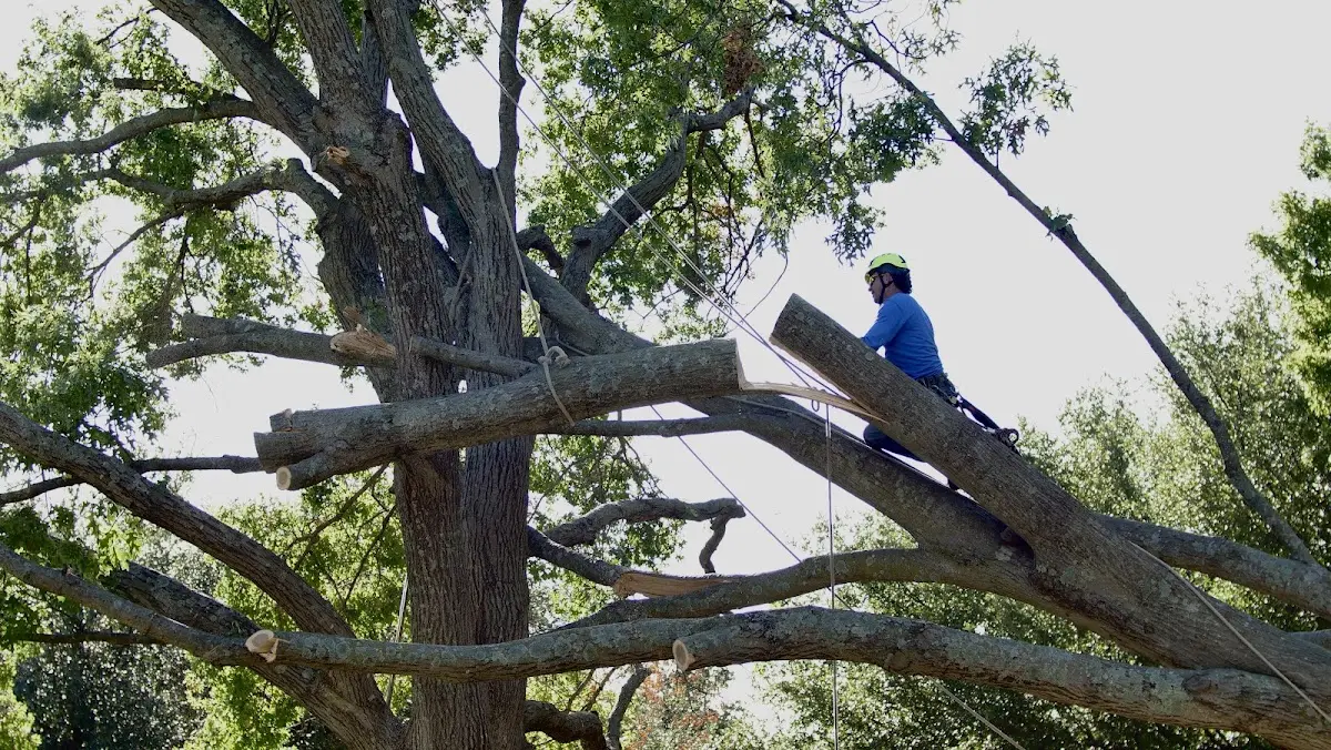 Professional Crown Thinning performed by certified arborists in Lake Linden