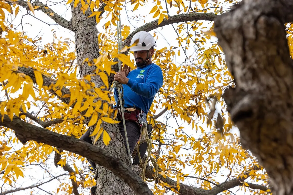 Skilled Tree Planing crew working in Lake Linden