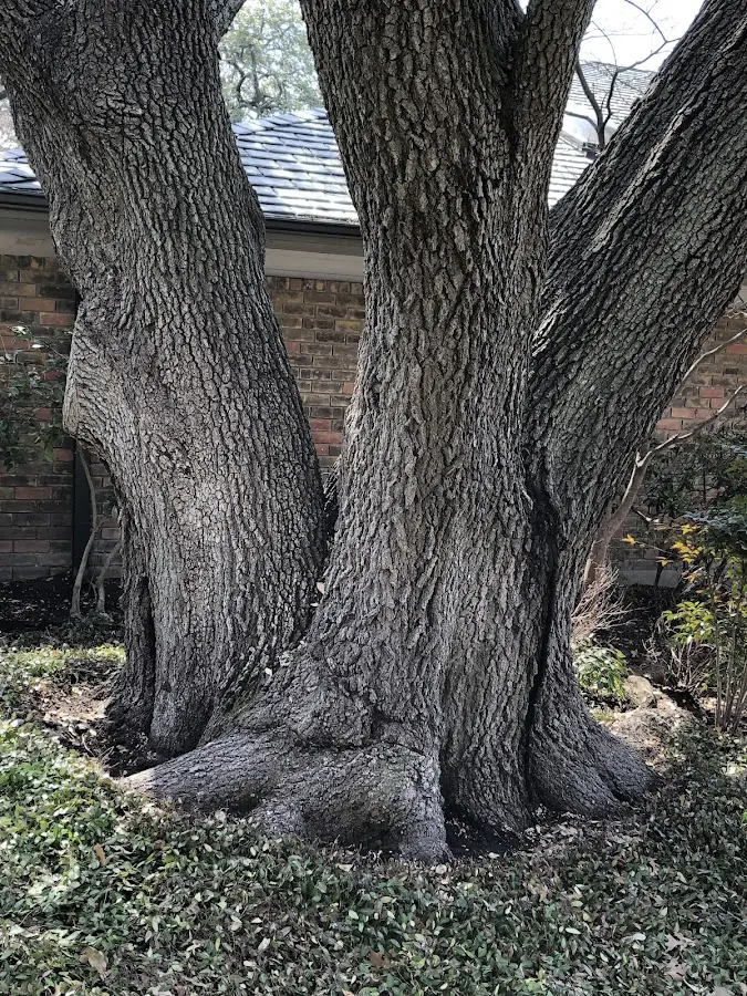 Mature heritage tree close to a Lake Linden property cared for by certified arborists